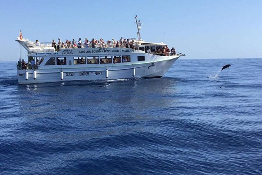 Gran Canaria: Dolphin and Whale Watching Cruise - Good To Know