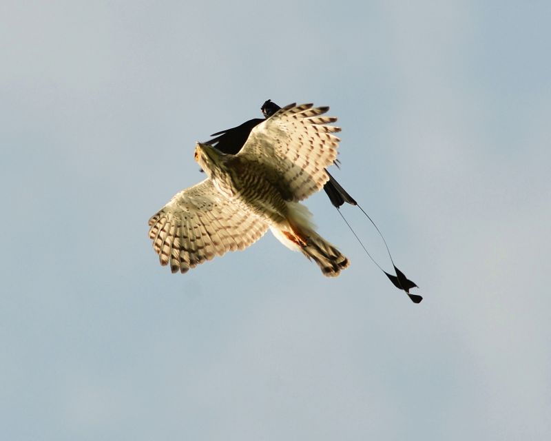 Half-Day Birdwatching Tour From Langkawi - Good To Know