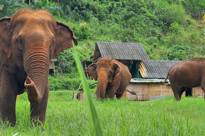 Half Day Experience Rescue Elephant Centre in Chiang Mai - Good To Know