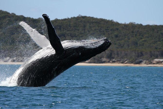 Hervey Bay Ultimate Whale Watching Cruise