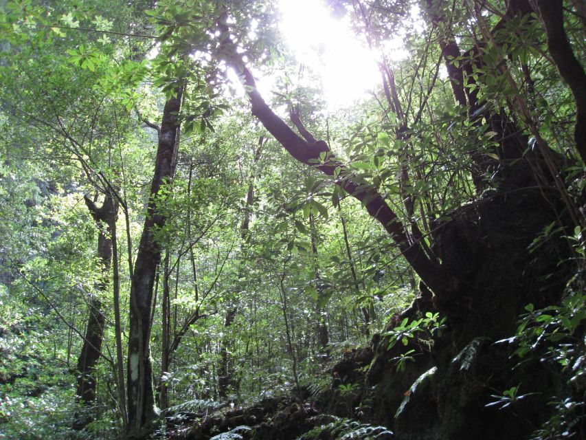 Hidden Corners, the Kings Levada Full Day Hike