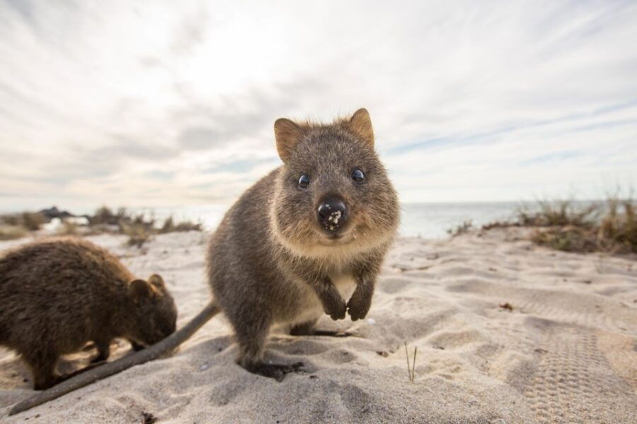 Hillarys Boat Harbour: Rottnest Island Ferry Transfer - Good To Know