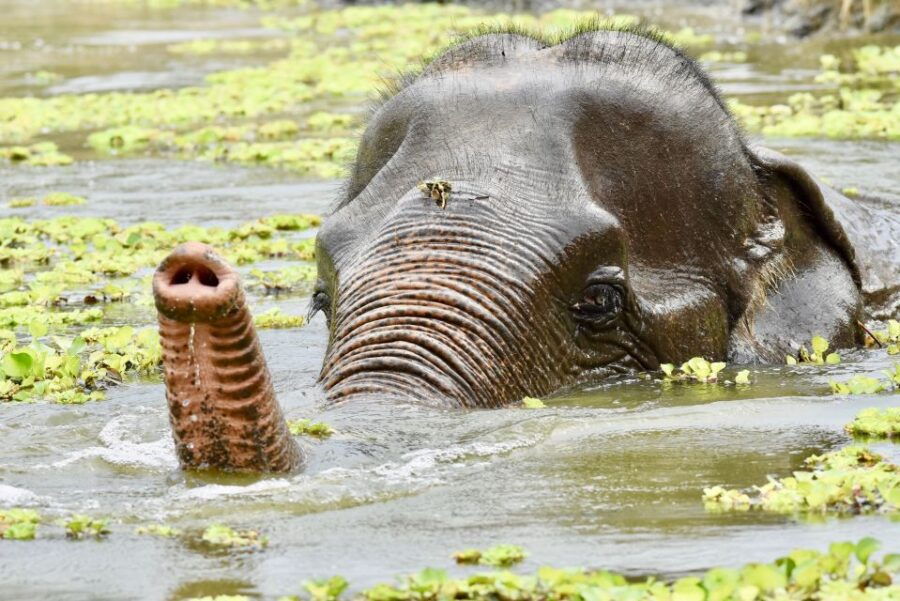 Hua Hin: Wildlife Friends Foundation Thailand Full-Day Visit - Good To Know