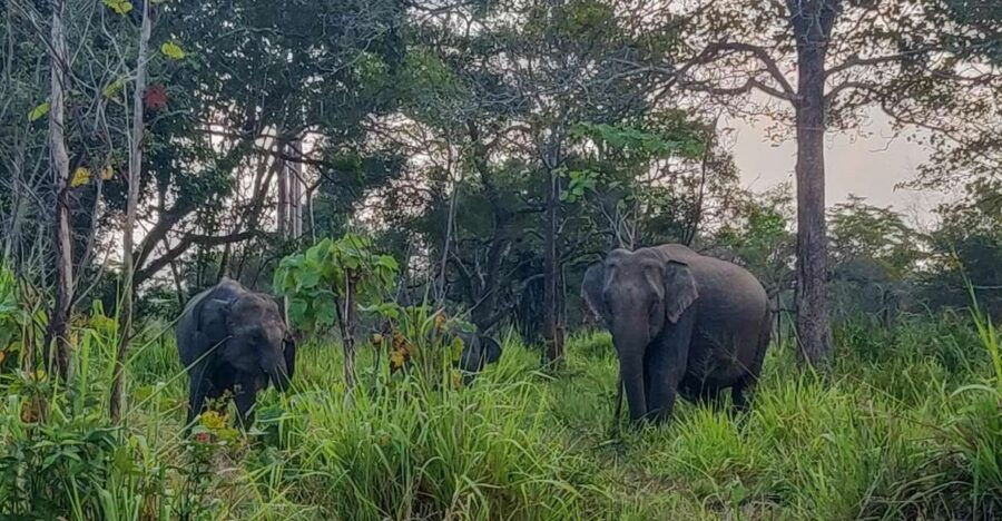 Hurulu Eco Park: 3-Hour Morning or Evening Safari