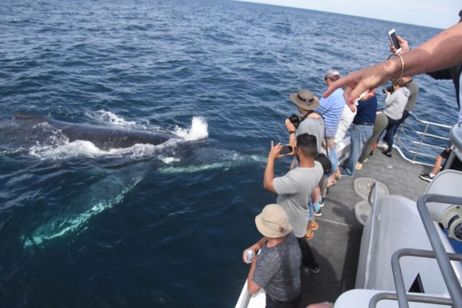 Jervis Bay: 2-Hour Whale Watching Cruise
