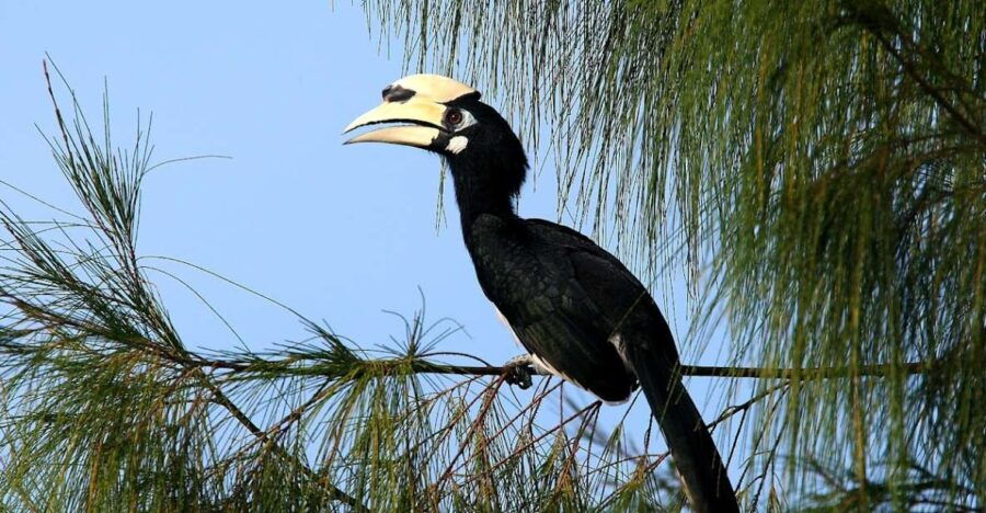 Johor: Desaru Coast Birdwatching Tour