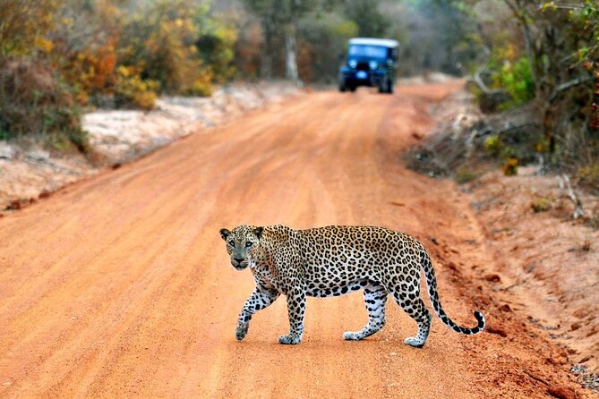 Join Amusing Lanka Tours For Your Next Dream Destination