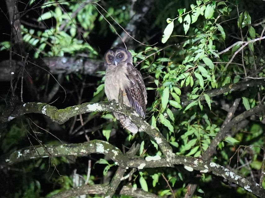 Jungle Night Tour : Finding Snakes and Night Species - Good To Know