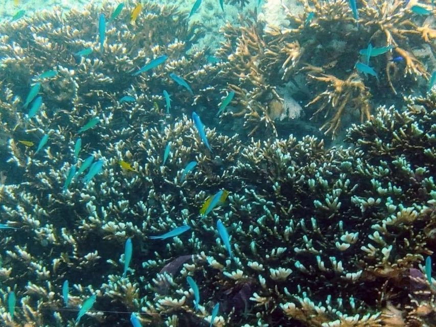 Kabira Bay: Coral Reef & Sea Life Glass-Bottom Boat Tour - Good To Know