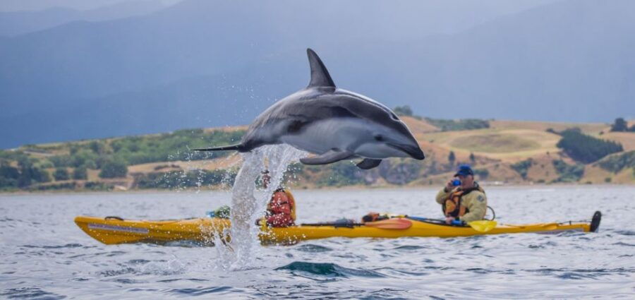 Kaikoura: Half-Day Wildlife Kayaking Tour - Good To Know