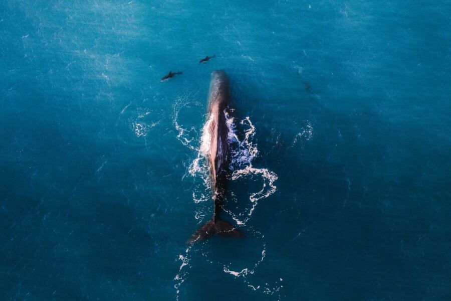 Kaikoura: Premier Extended Whale Watching by Air - Good To Know
