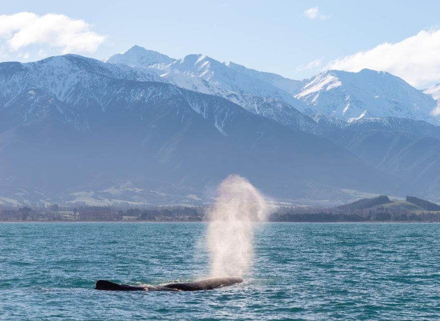 Kaikoura: Whale Watching Cruise - Good To Know