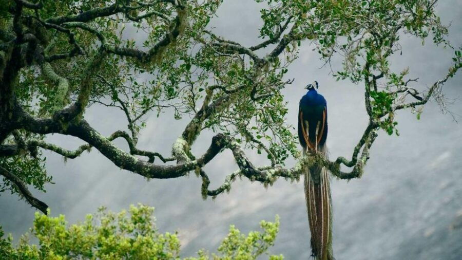 Kalutara/Bentota/Kosgoda/Ahungalla/Hikkaduwa: Yala Safari - Good To Know