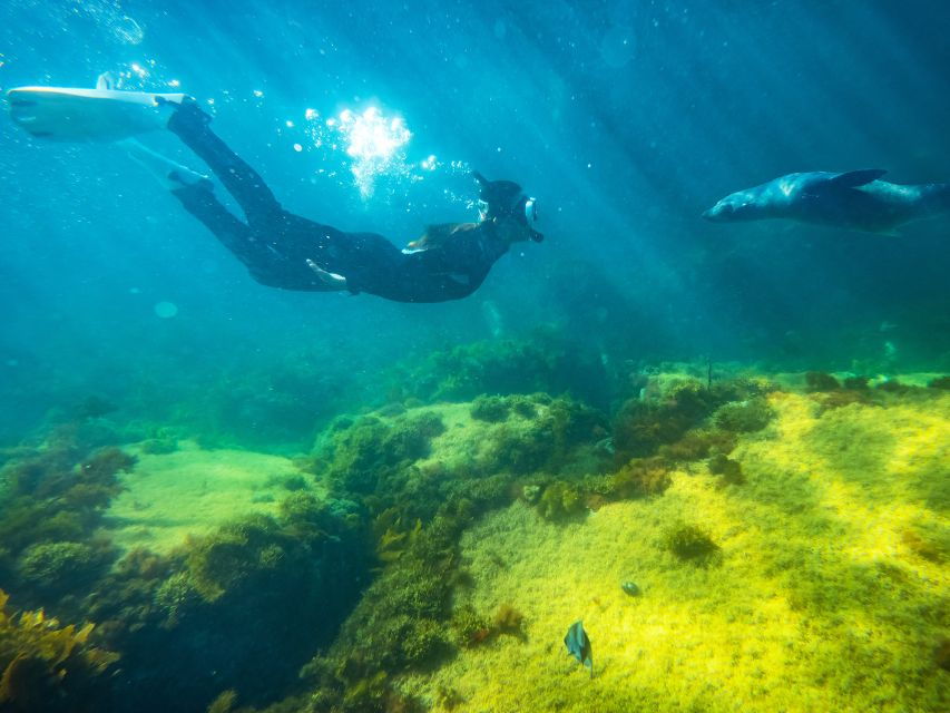 2 Best Snorkeling Experiences In Kangaroo Island