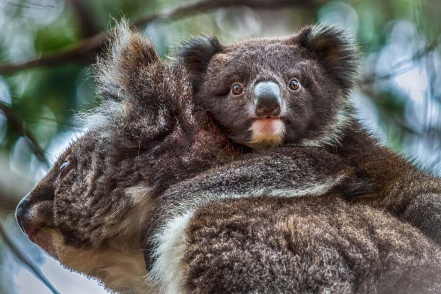 Kangaroo Island: Scenic, Nature & Wildlife Tour