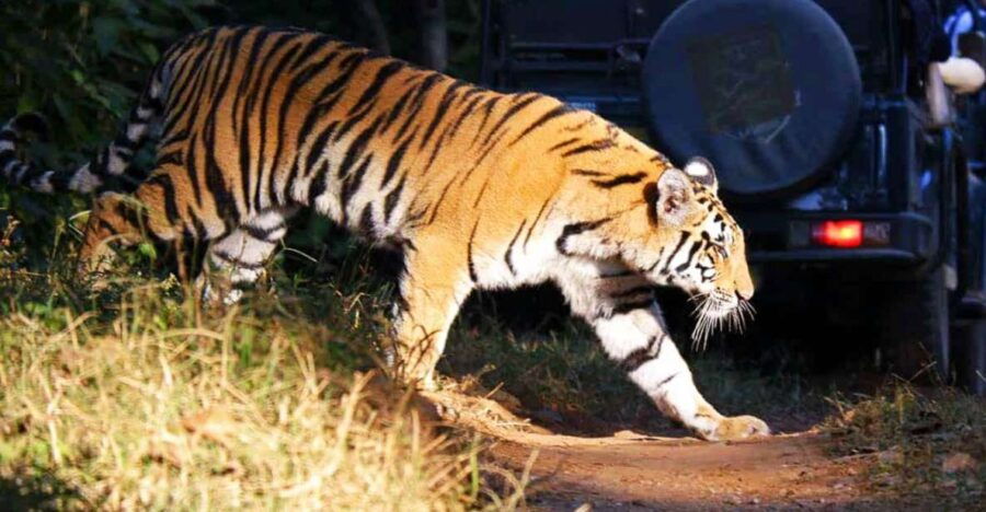 Kathmandu: 3-Day Chitwan Jungle Safari Tour With Meals - Good To Know