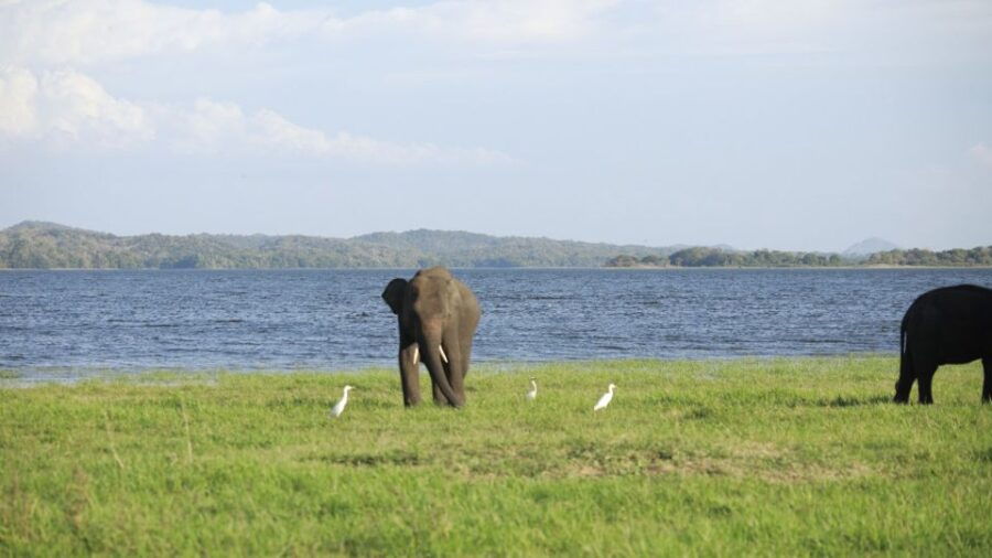 Kaudulla National Park-Elephant Gathering Safari - Good To Know