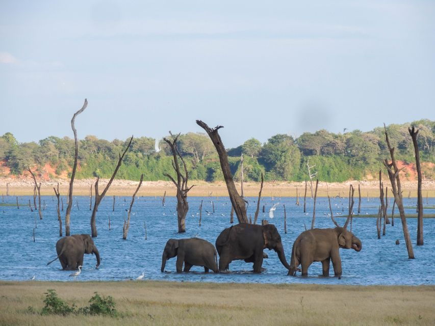 Kaudulla National Park: Private Safari - Good To Know