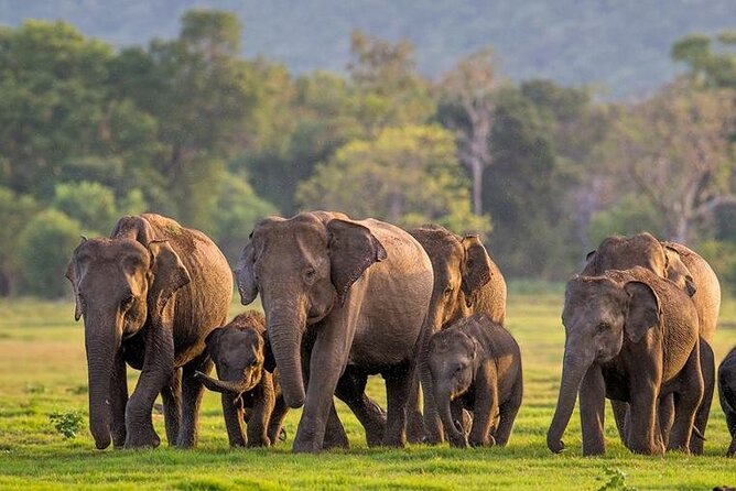 Kaudulla National Park Safari Jeep With Tickets