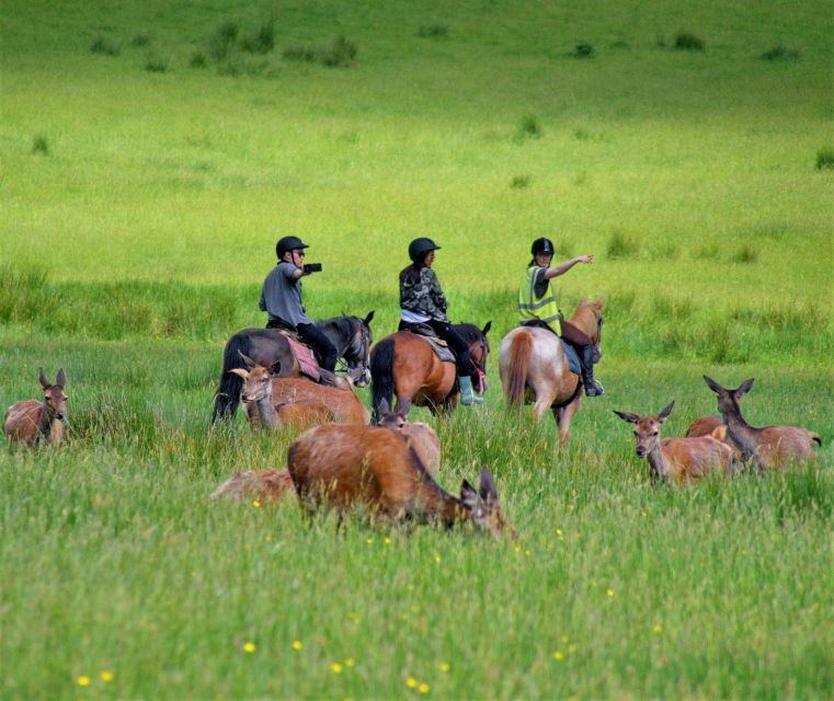 Kerry: Guided Horse Riding Tour in Killarney National Park