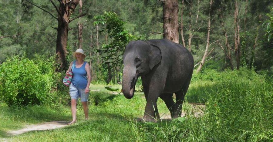 Khao Lak: Bamboo Rafting, Elephants, and Turtle Center Tour