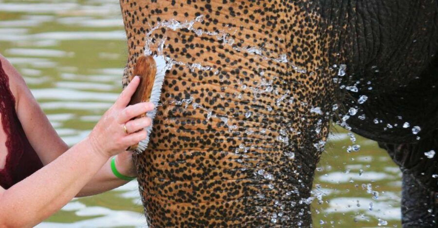 Khao Lak: Elephant Bathing and Feeding Tour With Waterfall