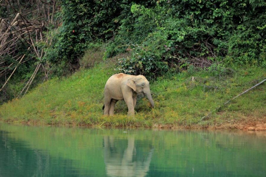Khao Sok: Chiew Larn Lake Overnight Luxury Stay & Coral Cave - Good To Know