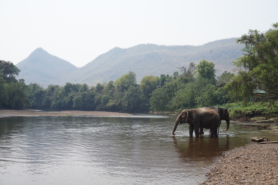 An image that captures the serene beauty of Khaolak's Elephant Sanctuary, with elephants playfully splashing in a crystal-clear river, while in the background, the Turtle Conservation Center showcases its efforts in preserving these magnificent creatures
