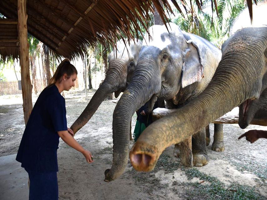 Ko Lanta Yai: Half-Day Ethical Elephant Sanctuary Tour - Good To Know