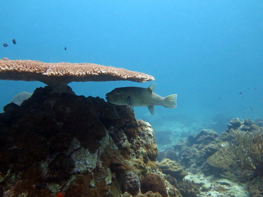 Koh Kood or Koh Rang: Snorkeling Day Trip With Buffet Lunch