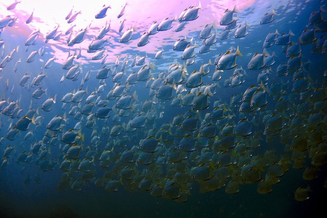 Koh Rang National Park Scuba Diving Small-Group 2 Dives 2023 - Gulf of Thailand