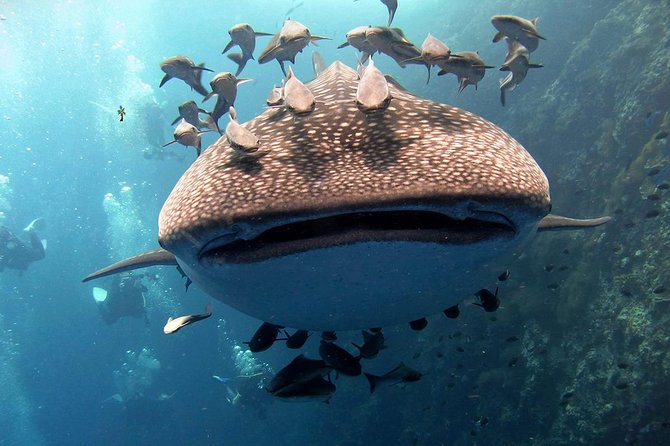 Koh Samui 2-Dive Trip to Sail Rock for Certified Divers - Good To Know