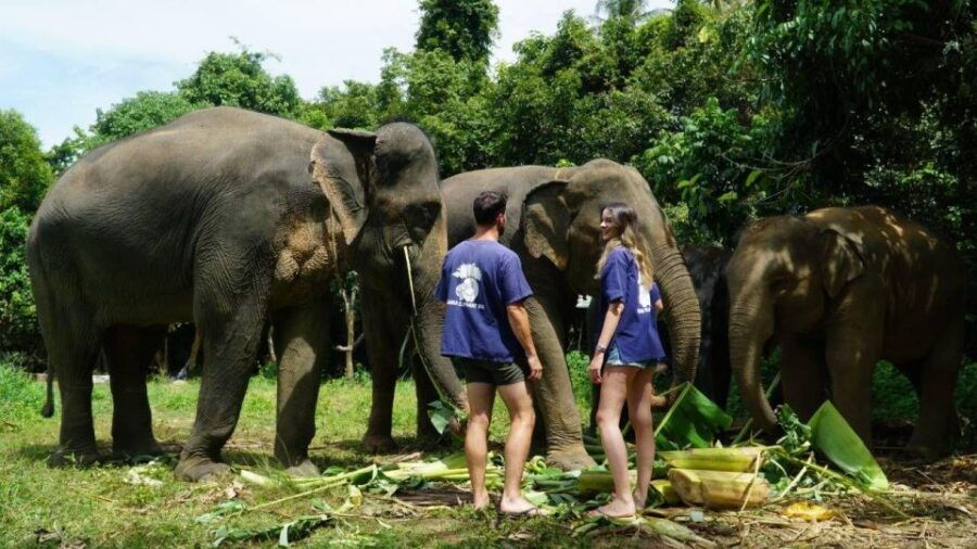 Koh Samui: 4×4 Sightseeing Safari & Elephant Sanctuary Tour
