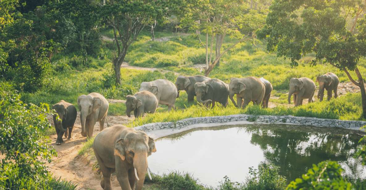Koh Samui: Elephant Kingdom Sanctuary Half-Day Tour - Good To Know