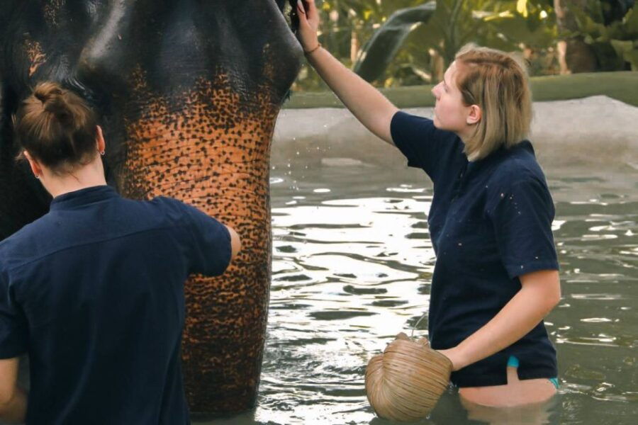 Koh Samui: Ethical Elephant Home Guided Tour With Transfers - Good To Know