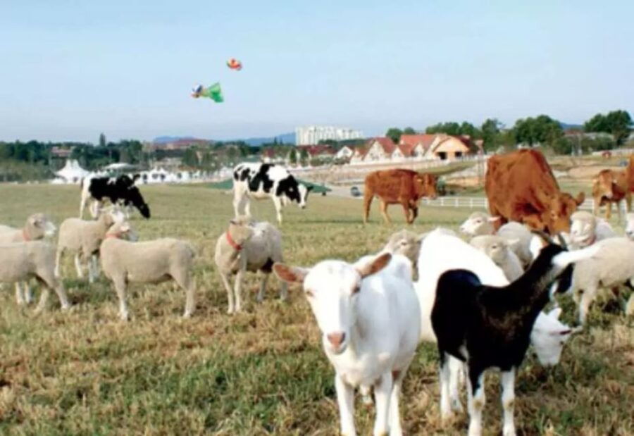 Korean Folk Village, Suwon Hwaseong, Anseong Farmland Tour - Good To Know