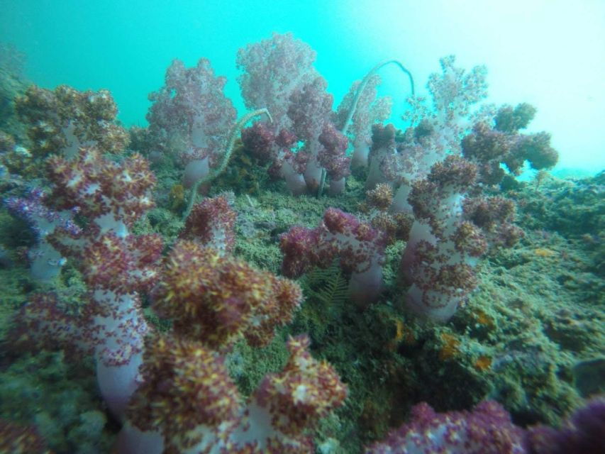 Krabi: Freediving and Snorkeling at Yawasam and Talu Island - Good To Know