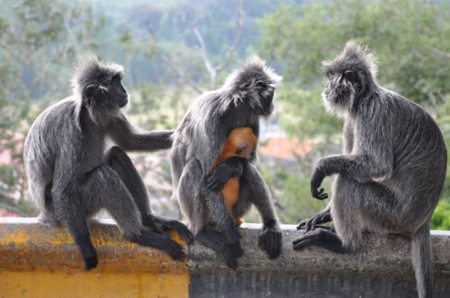 Kuala Selangor: Fireflies Tour With Batu Caves & Dinner - Good To Know