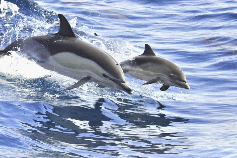 La Gomera: 3 Hours De Observación De Ballenas En Un Barco Clásico. - Good To Know