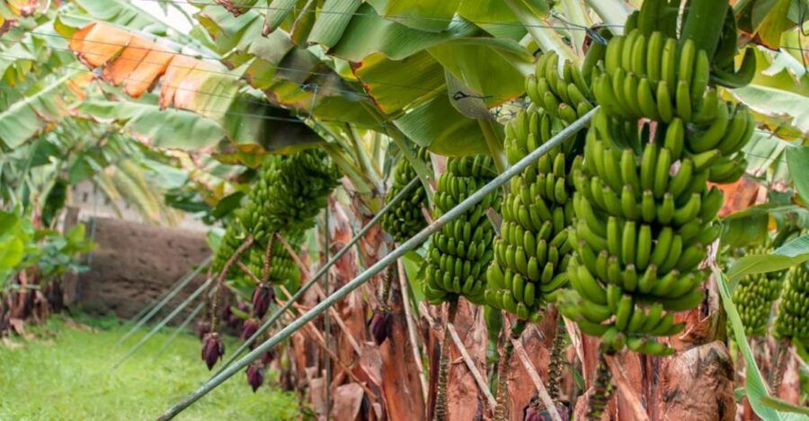 La Orotava: Ecological Banana Plantation Guided Tour - Good To Know