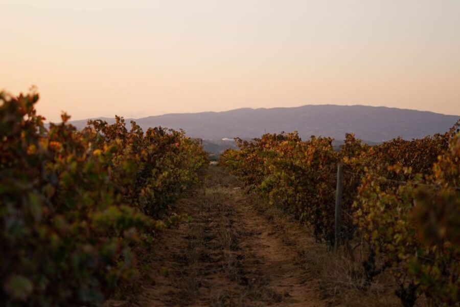 Lagoa: 2.5-Hour Vineyard Dinner With Winetasting