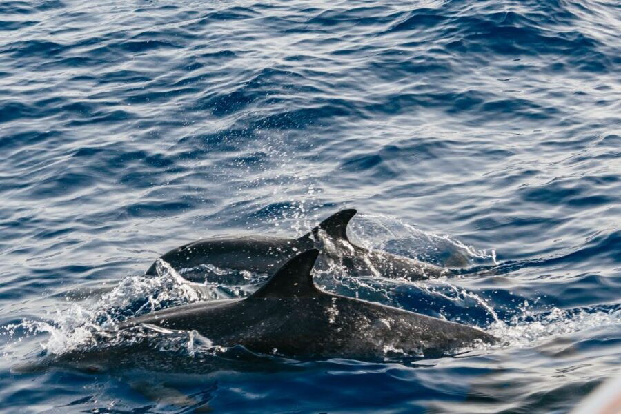 Lanzarote: 2.5-Hour Sunset and Dolphins Cruise - Good To Know