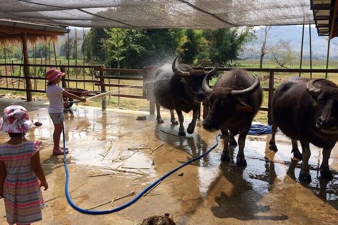 Laos Buffalo Dairy Farm Experience & Kuang Si Waterfall Half Day Tour - Quick Takeaways
