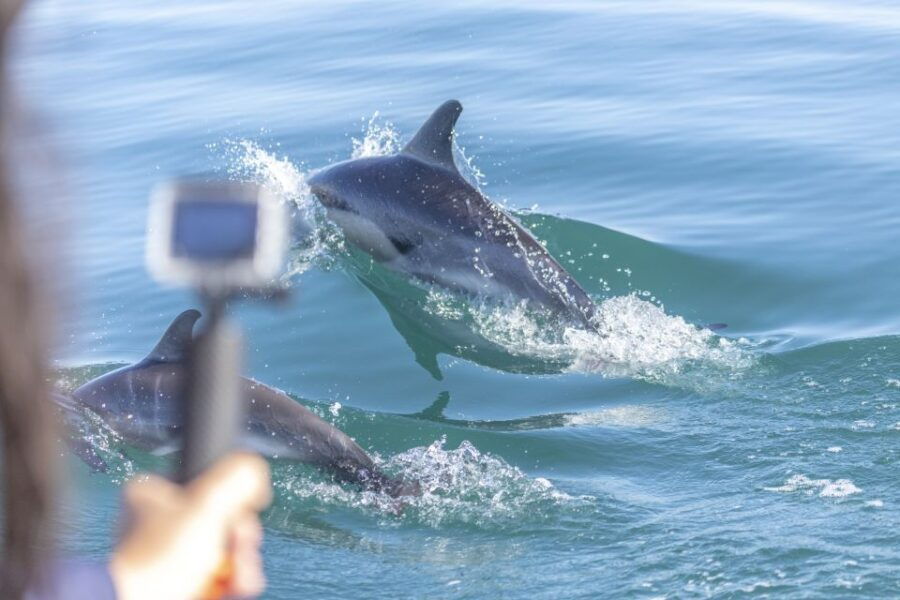 Lisbon: Dolphin Watching Boat Tour - Good To Know