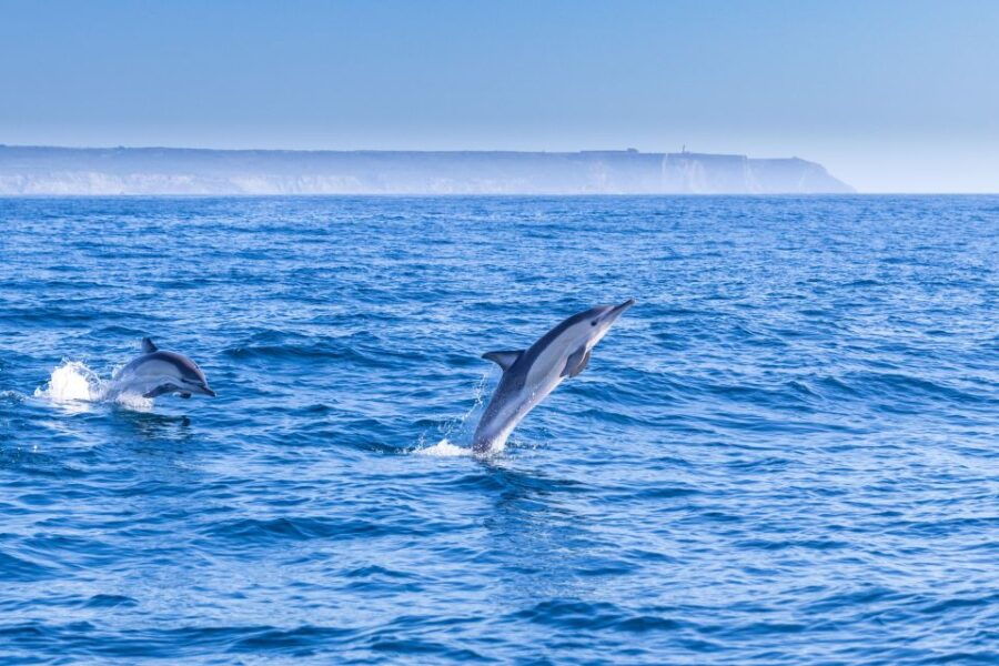 Lisbon: Dolphin Watching Boat Tour - Good To Know