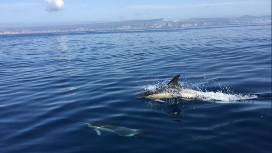 Lisbon: Dolphin Watching in Arrábida Natural Park - Good To Know