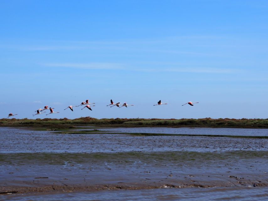 Lisbon: Tagus Estuary Nature Reserve Birdwatching Boat Tour - Good To Know