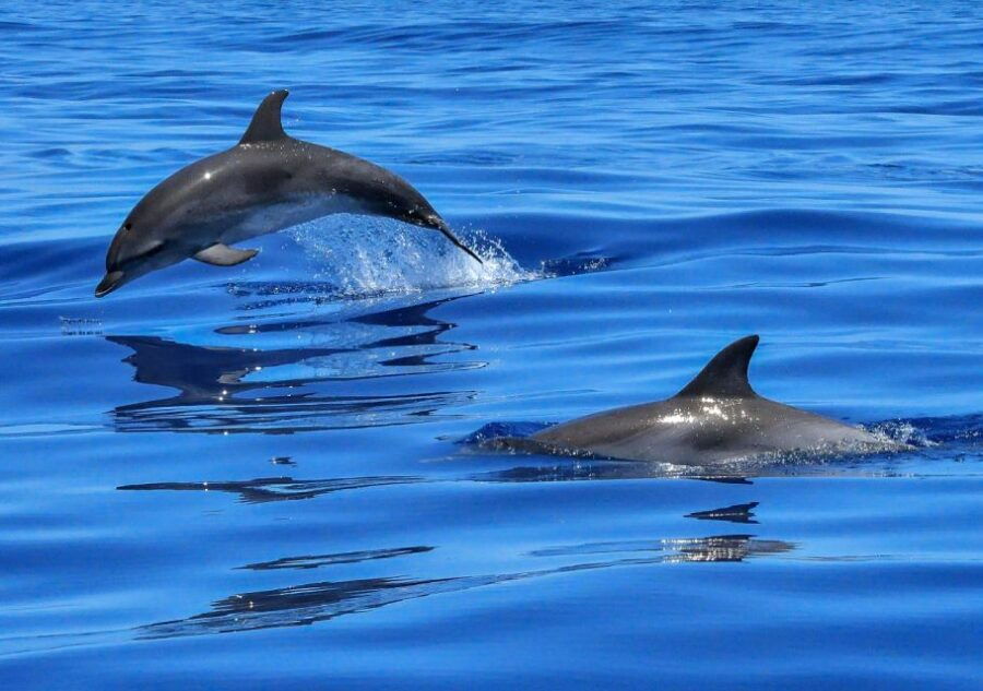 Lisbon: Tagus River Cruise to the Ocean & Dolphin Watching - Good To Know