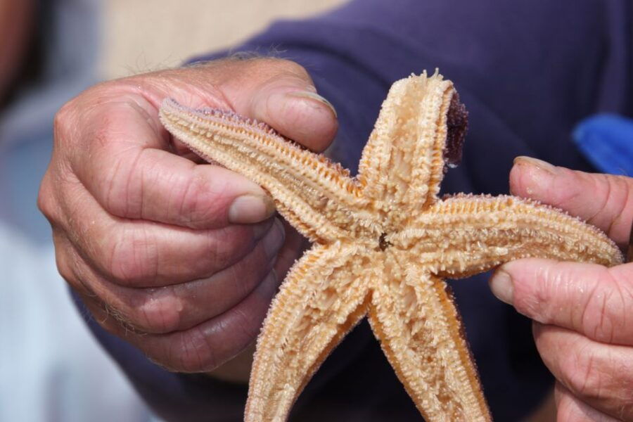 List/Sylt: Guided Seal-Watching Cruise on a Rustic Boat - Good To Know