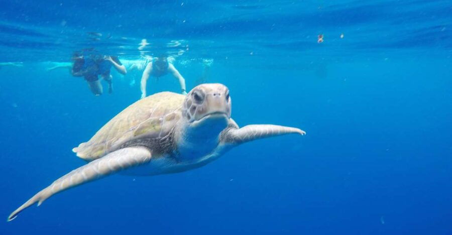 Los Cristianos: Kayak and Snorkel With Turtles - Good To Know